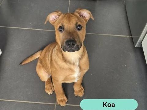 Koa, chiot crois&eacute; malinois &agrave; adopter 300 44450 Barbechat