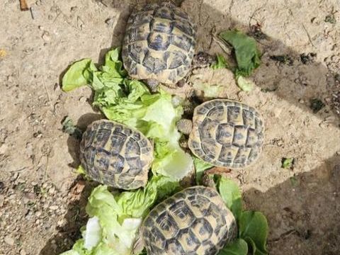 Tortues de terre 45 34500 B�ziers