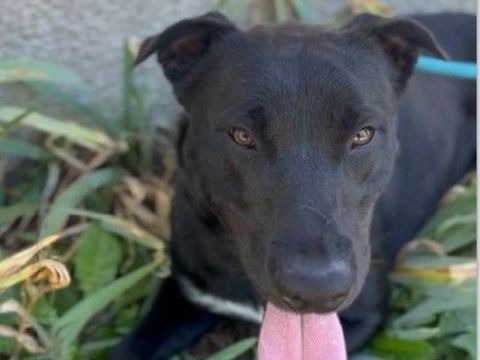 Chien UNJOY à l adoption 210 47160 Caubeyres