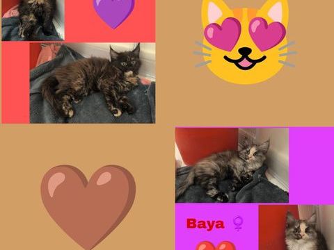 Maine coon loof  1650 77460 Souppes-sur-loing
