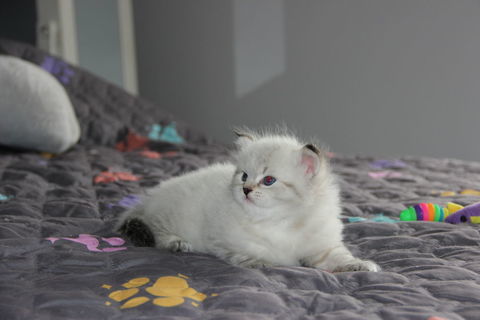 Chaton sibérien à réserver 1300 35540 Miniac-morvan