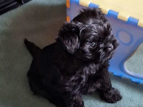 Des b&eacute;b&eacute;s de race rare Affenpinscher &agrave; r&eacute;s&eacute;rver 1800 77000 Vaux-le-p�nil