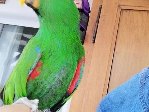 Eclectus polychloros mà¢le 750 47110 Dolmayrac