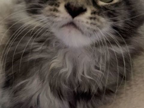 Chaton Maine coon 850 59140 Dunkerque