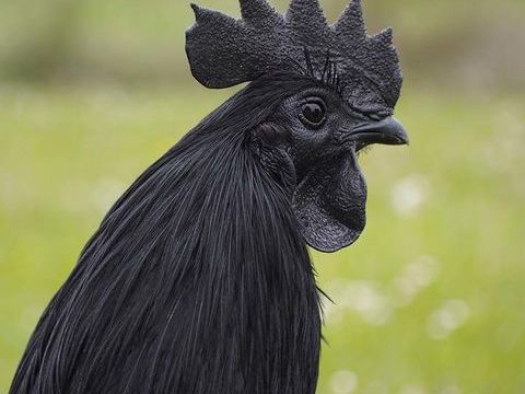 Ayam Cemani oeufs f&eacute;cond&eacute;s 3 34750 Villeneuve-l�s-maguelone
