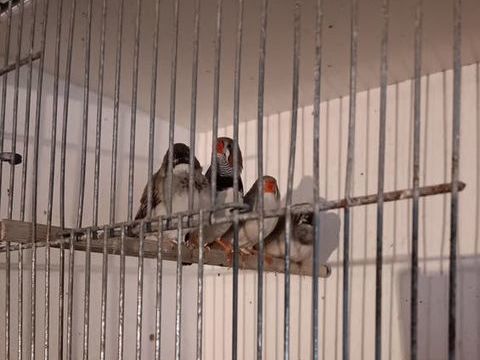 Diamants Mandarins 18 28500 Vernouillet