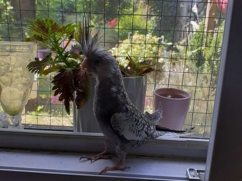 Becs crochus 50 09400 Arignac