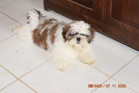 chiot shih tzu lof 1250 77510 Villeneuve-sur-bellot