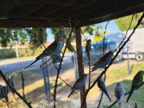 Perruches ondulées 10 47160 Puch-d'agenais