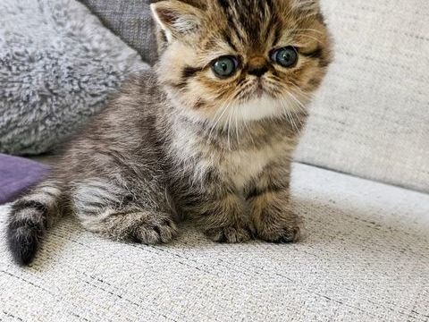 Chatons Persan et Exotic LOOF 1200 44220 Cou�ron