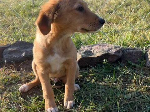 A L'ADOPTION LUI SE TROUVE EN REFUGE MACEDOINE DU NORD 0 75018 Paris