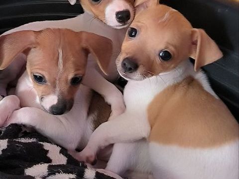 Disponible de suite chiots chihuahua pinscher nain 800 84120 Pertuis