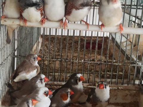 Diamants mandarins 25 77400 Saint-thibault-des-vignes