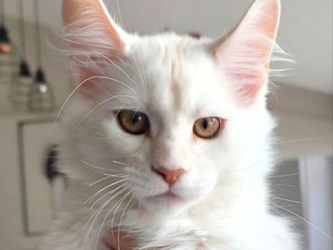 Chatons Maine Coon femelles 
Red Silver Shaded 1290 95130 Le plessis-bouchard