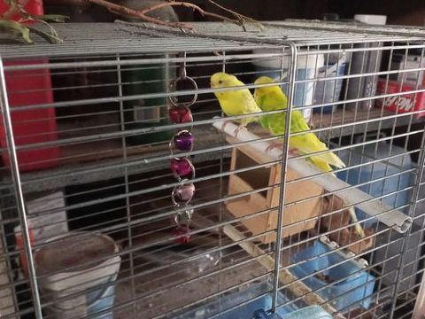 Couple de perruches + cage. 30 54750 Trieux