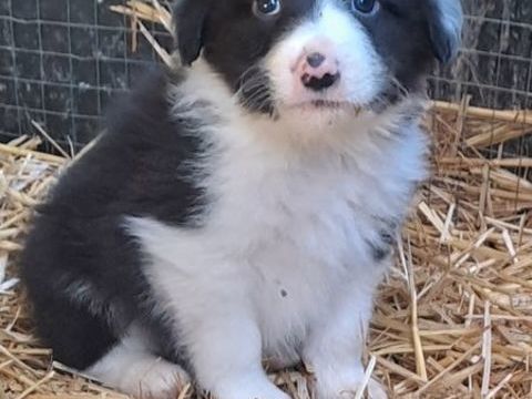 Border collie 0 38270 Marcollin