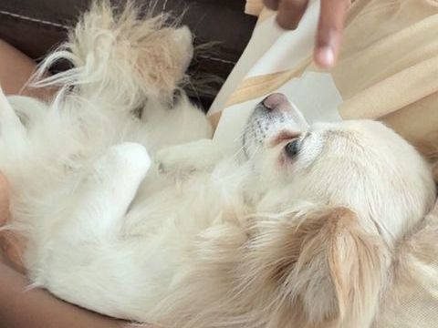 Saillie chihuahua m&acirc;le de 3 ans non LOF 150 33600 Pessac