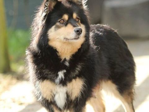 chiots finnois de laponie
l 890 59500 Douai