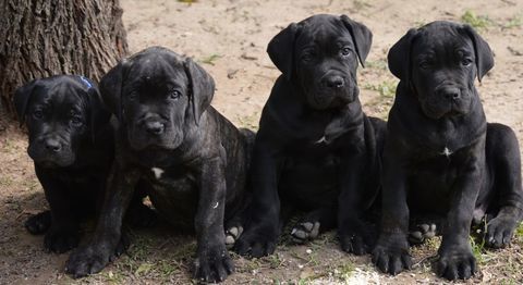 Chiots Cane Corso LOF 1000 84430 Mondragon