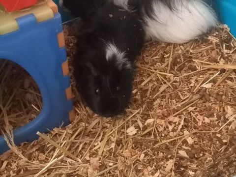 Cochon d inde 5 31350 Ciadoux