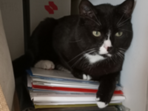 TERRY CHAT NOIR & BLANC 5 ANS 195 92260 Fontenay-aux-roses