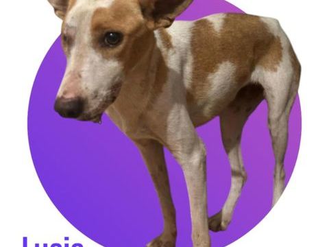 Lucie cherche sa famille pour la vie, une famille adapt&eacute;e &agrave; son traumatisme 🙏🍀 300 28250 Senonches