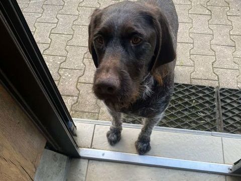 Don contre bons soins Saya 4 ans, chienne Drahthaar 0 38620 Montferrat