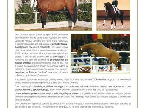 Saillies IAC Don Quichot BWP par Quite Easy & Reina Z 330 49400 St hilaire st florent