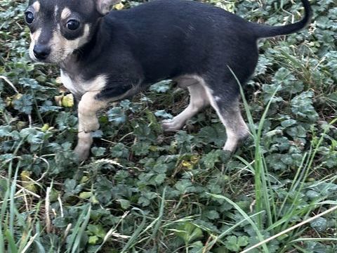 Superbe bébé chiot Chihuahua  0 94290 Villeneuve-le-roi
