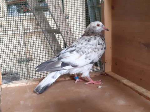 JEUNES PIGEONS COULEUR MOSAIQUE 10 33130 Bègles