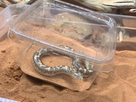 Boa des Sables &agrave; adopter 0 19400 Argentat