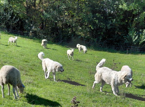 chiots patous 800 63200 Riom