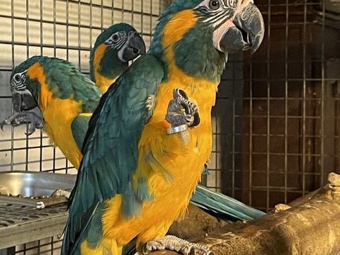 Perroquet ara gorge bleue EAM  1800 81150 Florentin