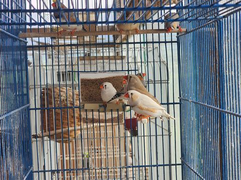 Diamants mandarins 5 74370 Argonay