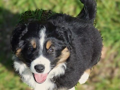 Superbes chiots disponibles fin mars
1490 47300 Villeneuve-sur-lot