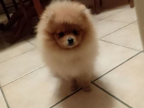 Magnifique chiot spitz allemand femelle naine 1200 56130 Péaule