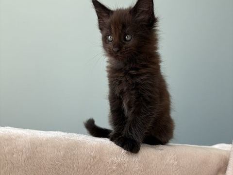2 chatons Maine Coon m&acirc;les LOOF lign&eacute;es de Champions 1700 71130 Gueugnon