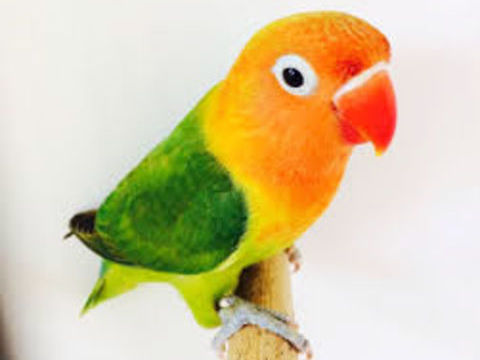 oiseaux Inséparables de fisher
30 02100 Saint-quentin