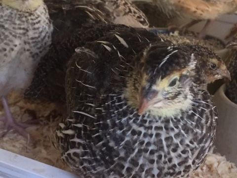 Trio de cailles japonais 23 68700 Aspach-le-haut