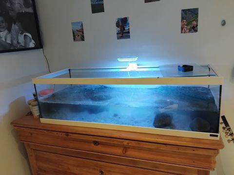 Don tortue Pelomedusa 0 69520 Grigny