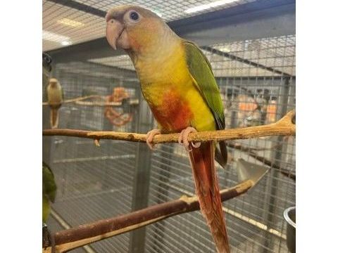Conure joues vertes Molinae eam 2024 195 35136 Saint-jacques-de-la-lande