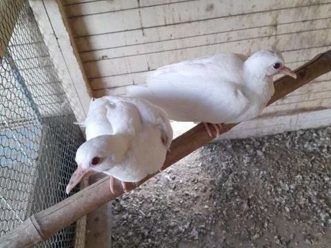 Oiseaux 10 44220 Couëron
