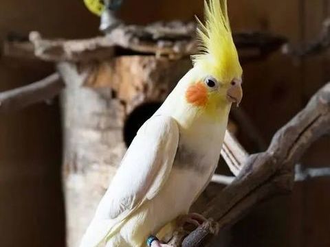 Calopsittes 50 34230 Campagnan