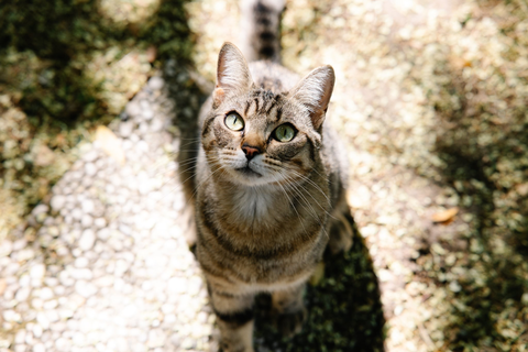 A&iuml;ko 190 44119 Treilli�res