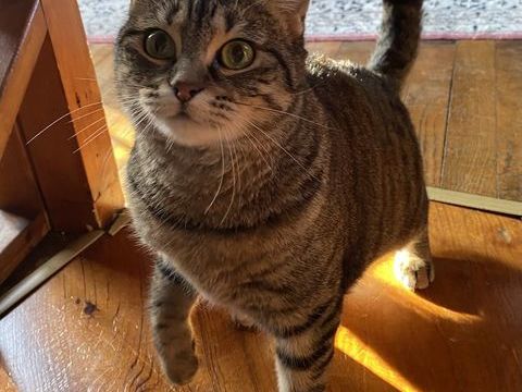 Jeune chat adulte 0 86240 Ligug