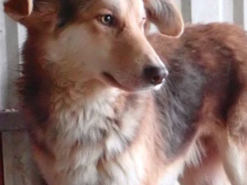 Hooper &agrave; l'adoption 300 33000 Bordeaux