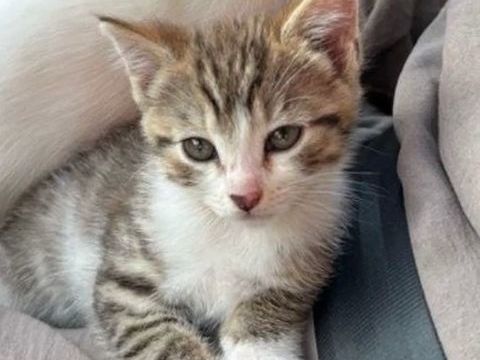ADORABLES CHATONS MALES HABITUES AUX ENFANTS SEVRES ET VERMI 0 93140 Bondy