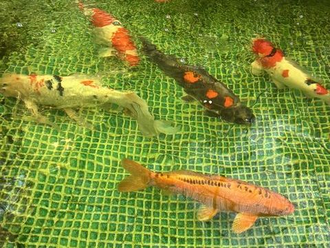 Carpes koi provenance Japon 500 06250 Mougins