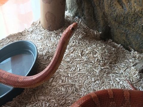 Serpent des blés 30 38440 Saint-jean-de-bournay