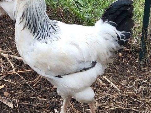 COQ SUSSEX 20 49140 Villevêque